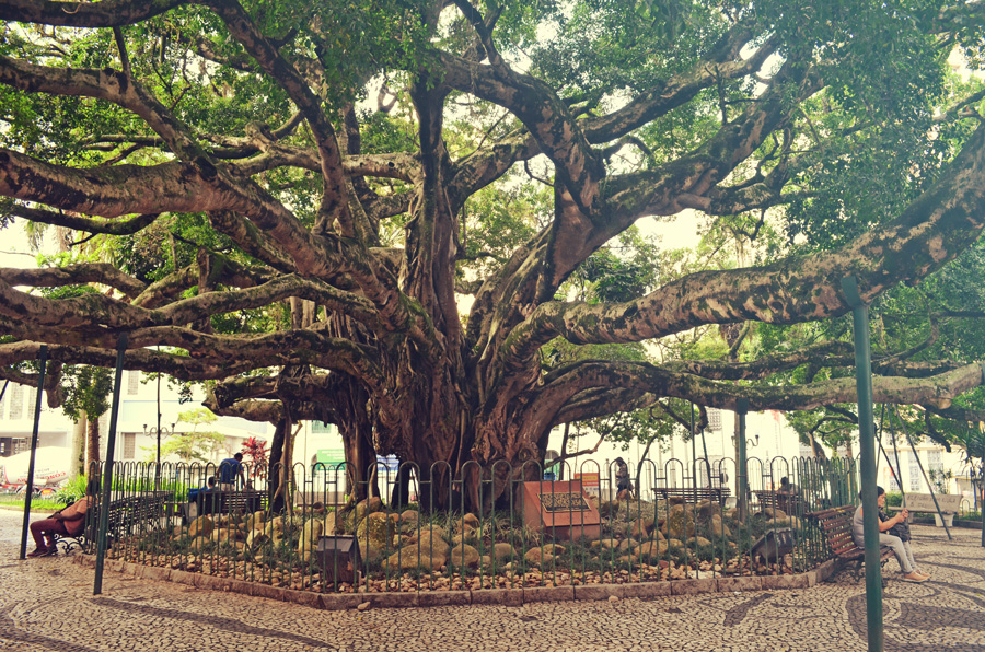 Figueira da Praça XV em Florianópolis